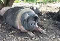 Pigs on Spits Hog Roasts 1101661 Image 0
